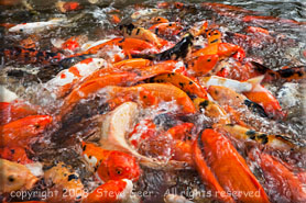 Carp Feeding Frenzy
