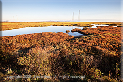Palo Alto Baylands Park