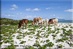 Caribbean Cattle